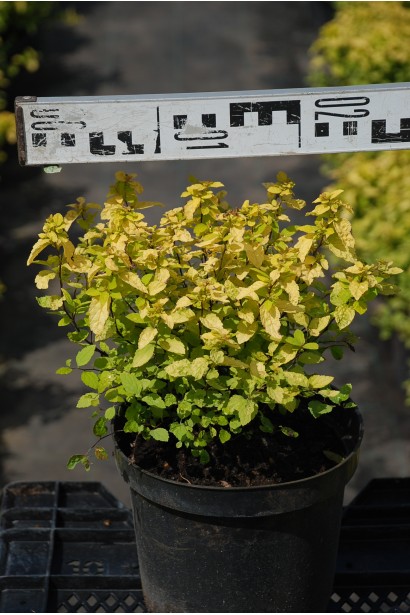Spiraea japonica Magic Carpet ®/Walbuma®