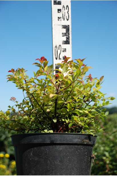 Spiraea japonica Magic Carpet ®/Walbuma®
