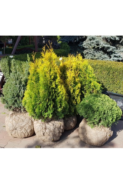 Золотистая туя Голден Изумруд с прямой, густой кроной.