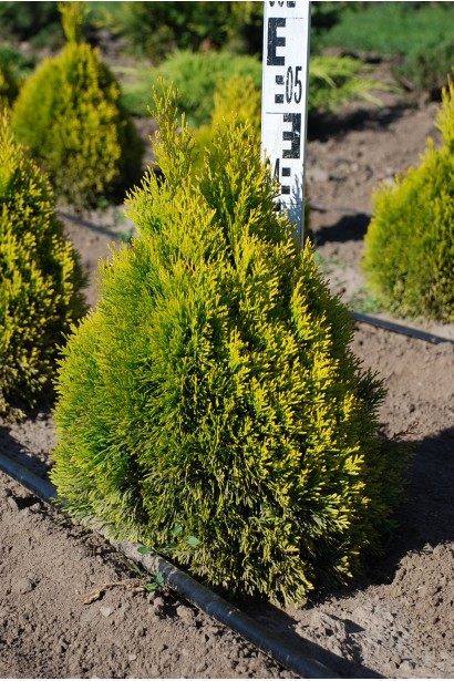 Туя западная Голден Смарагд ® / Джанед Голд ®