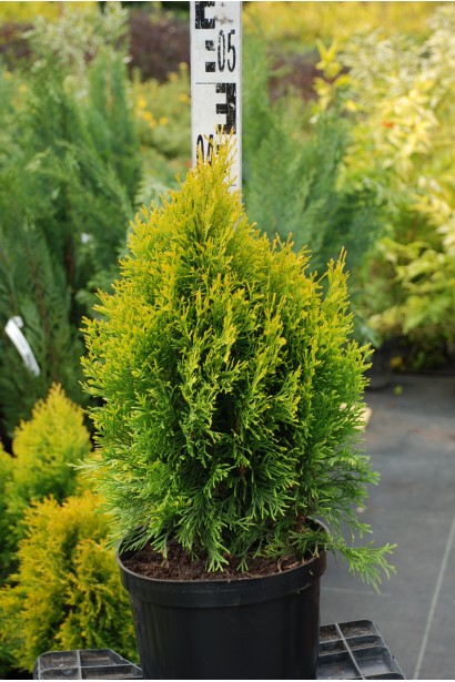 Туя Джанед Голд - ком/40-50см/Ø20-30см