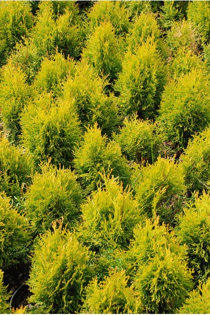 Туя западная Голден Смарагд ® / Джанед Голд ®