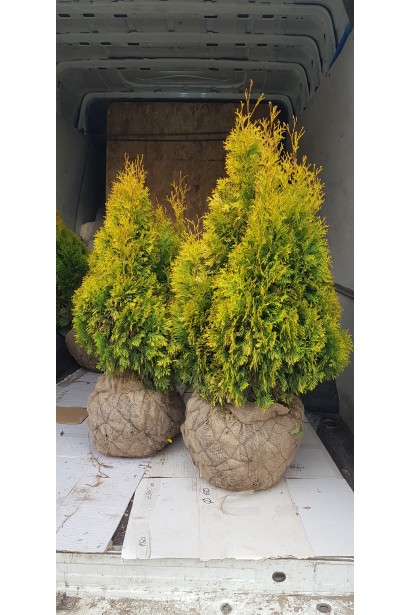 Туя Голден Изумруд с комом земли