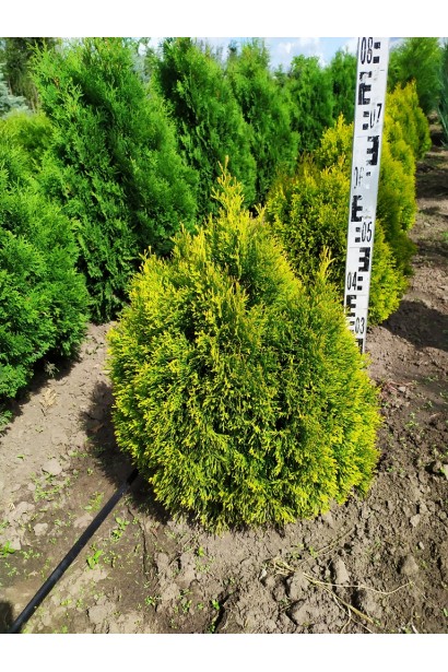 Туя Джанед Голд - ком/50см/Ø40см