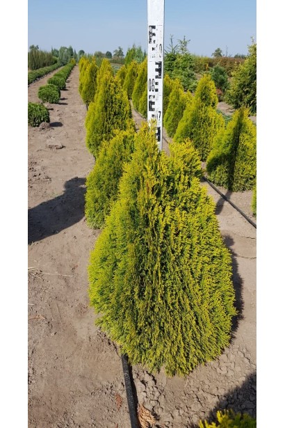 Thuja occidentalis Golden Smaragd ®/ Janed Gold ®