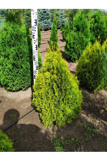 Туя западная Голден Смарагд ® / Джанед Голд ®