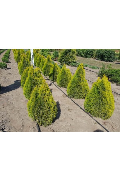 Thuja occidentalis Golden Smaragd ®/ Janed Gold ®