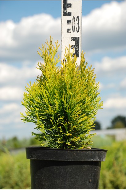 Туя Джанед Голд – солнечный штрих в ландшафтном дизайне.