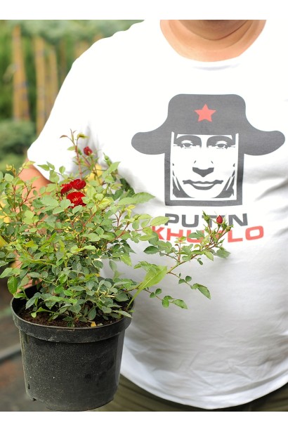 Роза полиантовая Рот зе Фейри