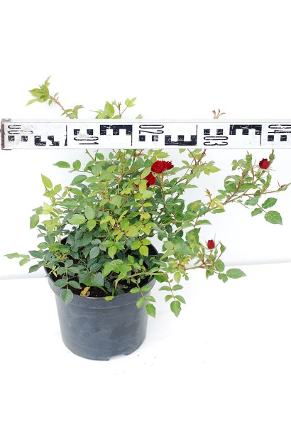 Роза полиантовая Рот зе Фейри – 3л/выс.25-30см/Ø30-40см