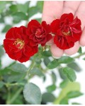 Роза полиантовая Рот зе Фейри | Троянда поліантова Рот зе Фейрі | Rosa polyantha Rote The Fairy