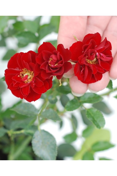 Роза полиантовая Рот зе Фейри – обильное продолжительное цветение.