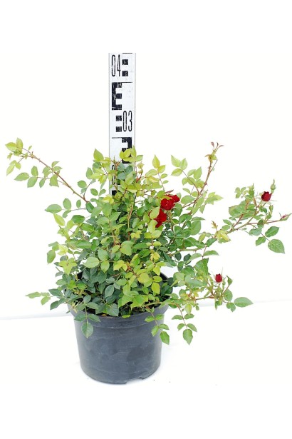 Роза полиантовая Рот зе Фейри – 3л/выс.25-30см/Ø30-40см