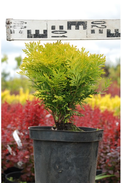 Западная Западная Мириам в контейнере