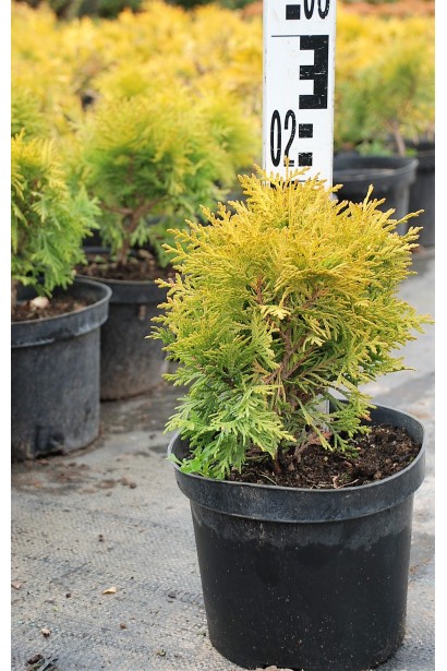 Туя западная Мириам для использования в контейнерах и горшках.