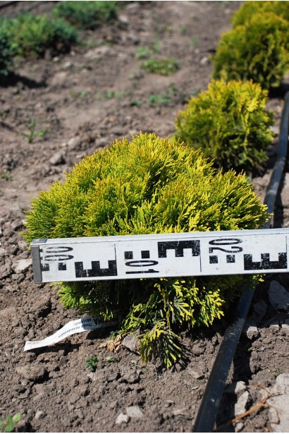 Туя западная Мириам