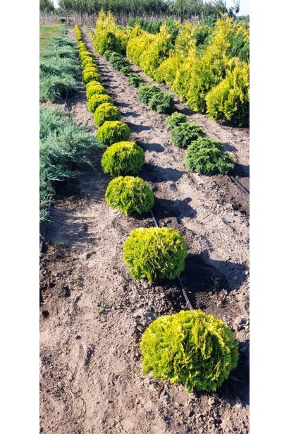 Туя Мириам® – идеальна для декоративных живых изгородей.