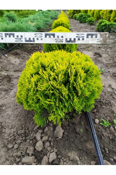 Туя западная Мириам