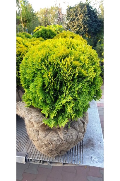 Туя Мириам создает элегантный зеленый акцент в саду.