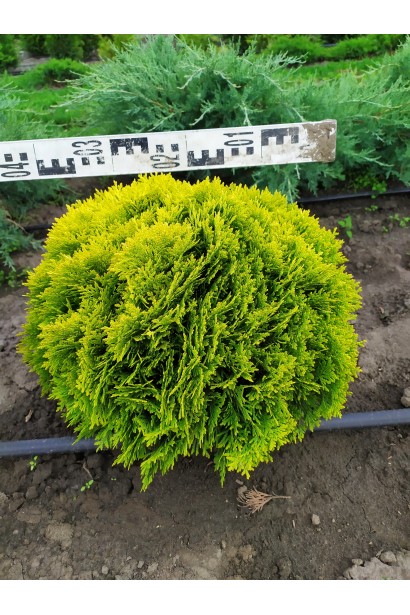 Туя Мириам ® – отличный выбор для ландшафтного дизайна.