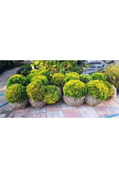 Туя западная Мириам с комом земли