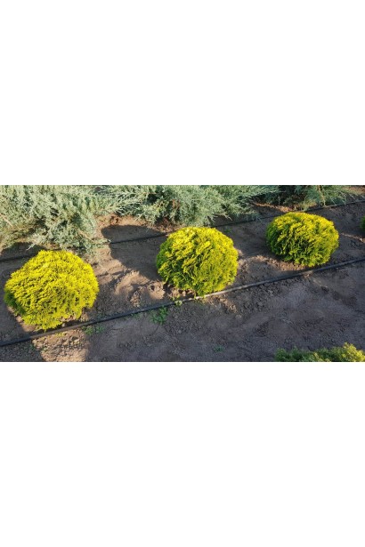 Thuja occidentalis Mirjam