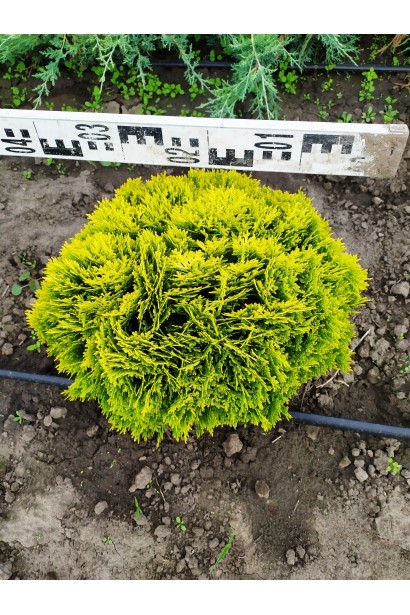 Туя западная Мириам для декоративных садовых композиций.