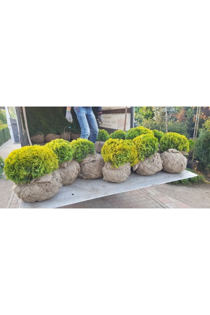 Туя Мириам с миниатюрной конической формой для малых участков.