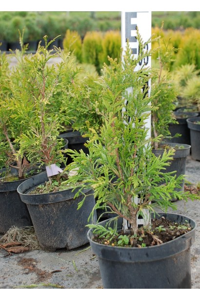 Туя складчаста Зебрина в контейнері