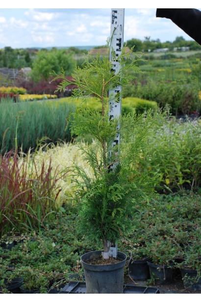 Туя Зебрина в садовому центрі проксіма