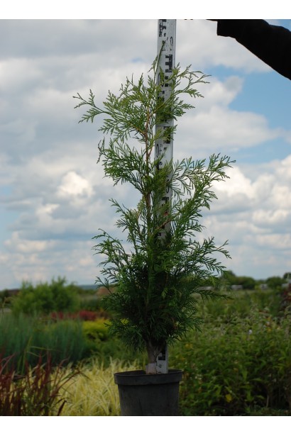 Туя складчаста Зебрина - 5л/вис.90-100см/Ø20-30см