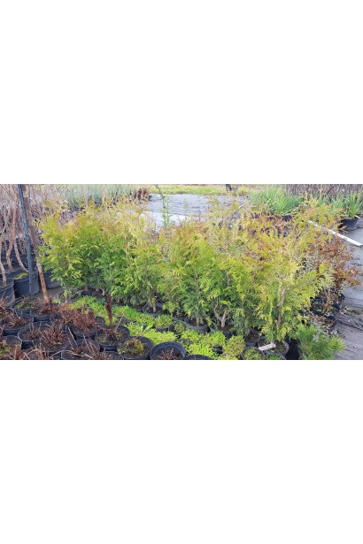 Туя складчаста Зебрина для оформлення живоплоту.