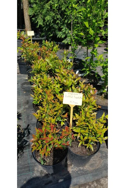 Леукотое Зеблід Скарлетта саджанці в садовому центрі