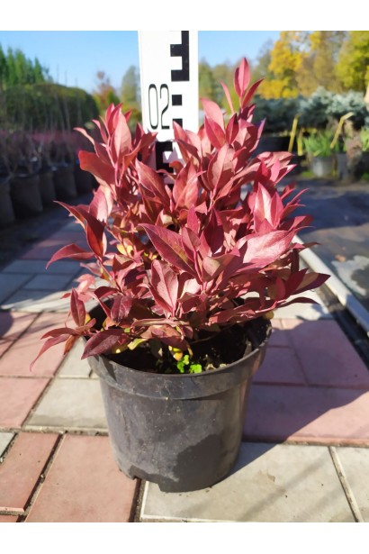 Леукотое Зеблід Скарлетта в горщику 3 л осінній вид