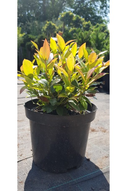 Леукотое Зеблід Скарлетта в горщику 3 л весняний вид