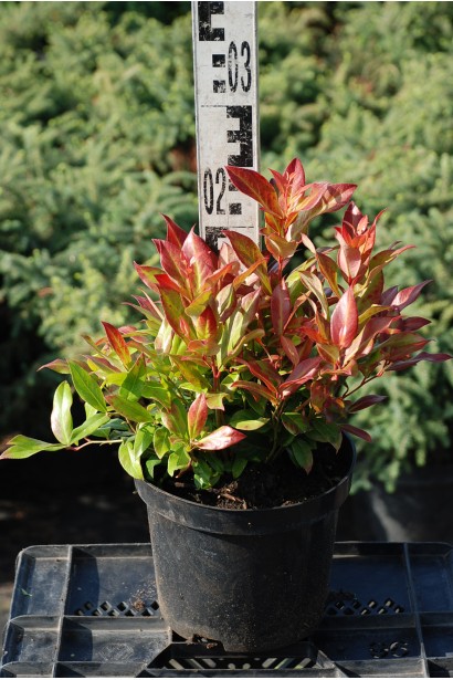 Леукотое Скарлетта контейнер 3 л висота 20-30см