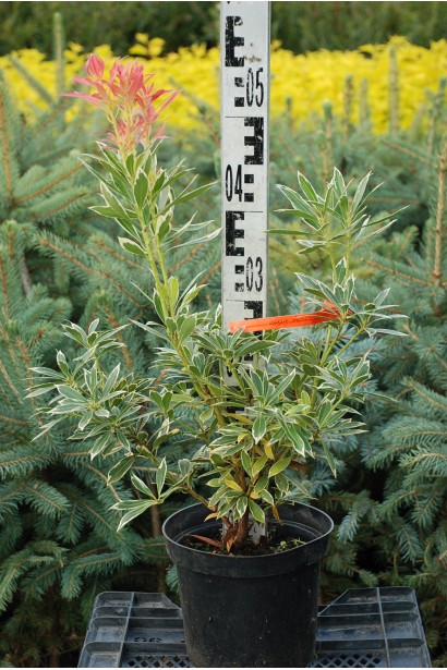 Pieris japonica Flaming Silver: ефектна рослина для садів та контейнерів.