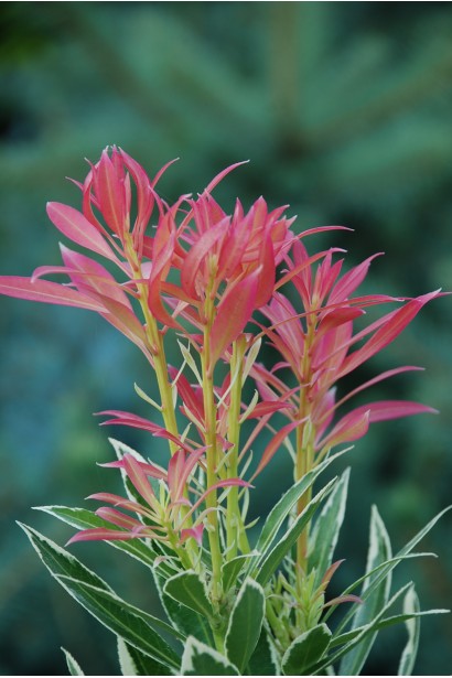 Цветущий Пиерис Флеминг Сильвер: белоснежные цветы, создающие изящную композицию.