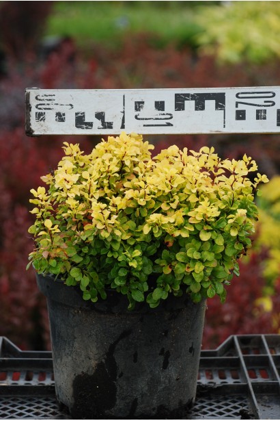 Барбарис Голден Дивайн  в контейнері