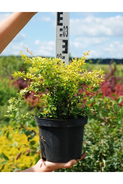 Барбарис Голден Дрім висота 25 см