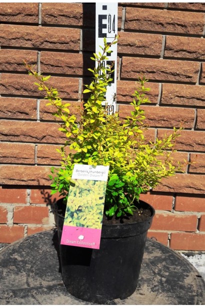 Барбарис Голден Дрім  в контейнері 3 л