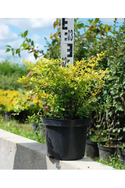 Барбарис Голден Дрім в горщику 3 л