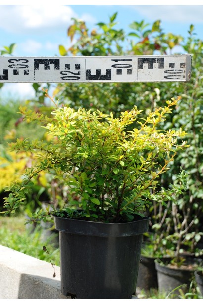 Барбарис Голден Дрім в контейнері діаметр 30 см