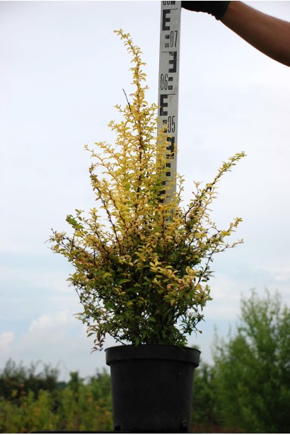 Барбарис Голден Дрім  саджанець висотою 70 см