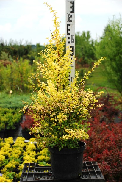 Барбарис Голден Дрім в садовому центрі