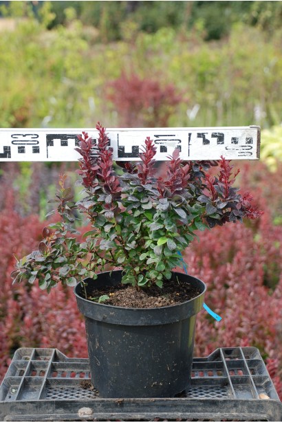 Барбарис Тунберга Конкорд диаметром 35 см