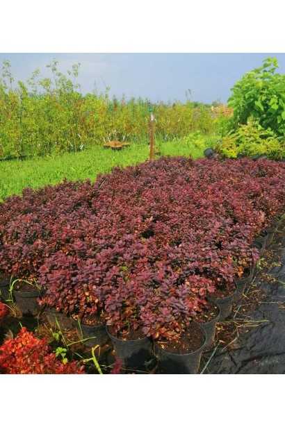 Барбарис Тунберга Конкорд