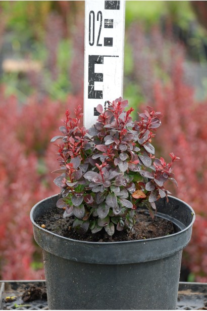 Барбарис Тунберга Конкорд высота 15 см