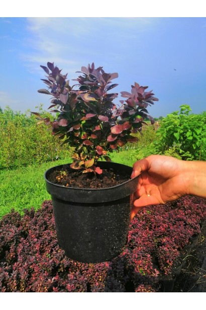 Berberis thunbergii Concorde