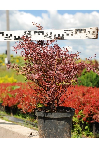 Барбарис тунберга Orange Dream